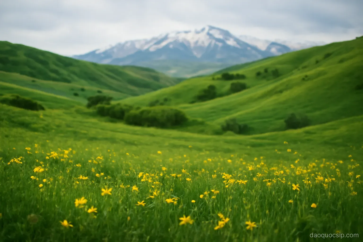 green rolling hills after winter rain with wildflowers and snow-capped peaks in the distance