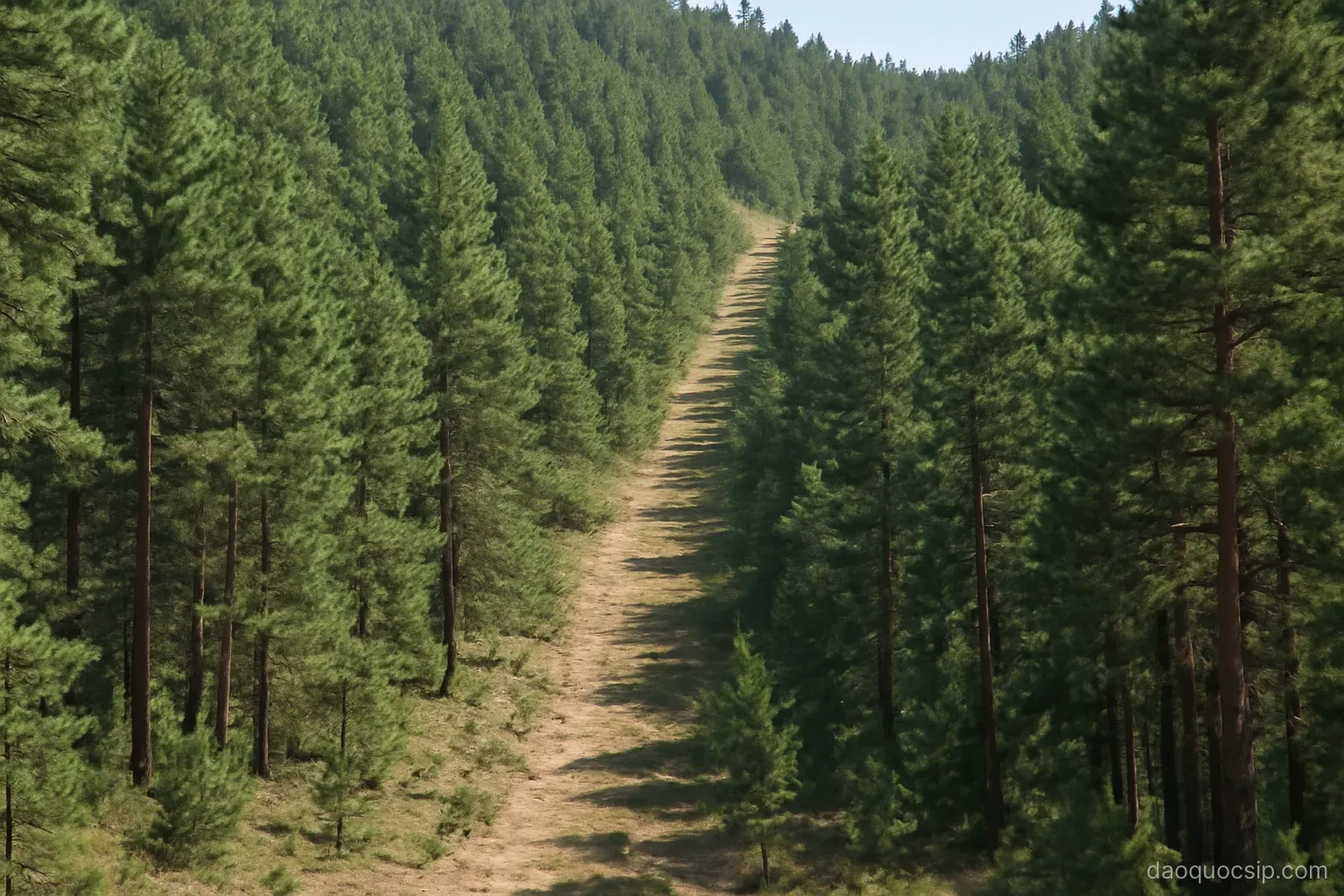 a dense pine forest on a mountainside with a firebreak cut through the trees
