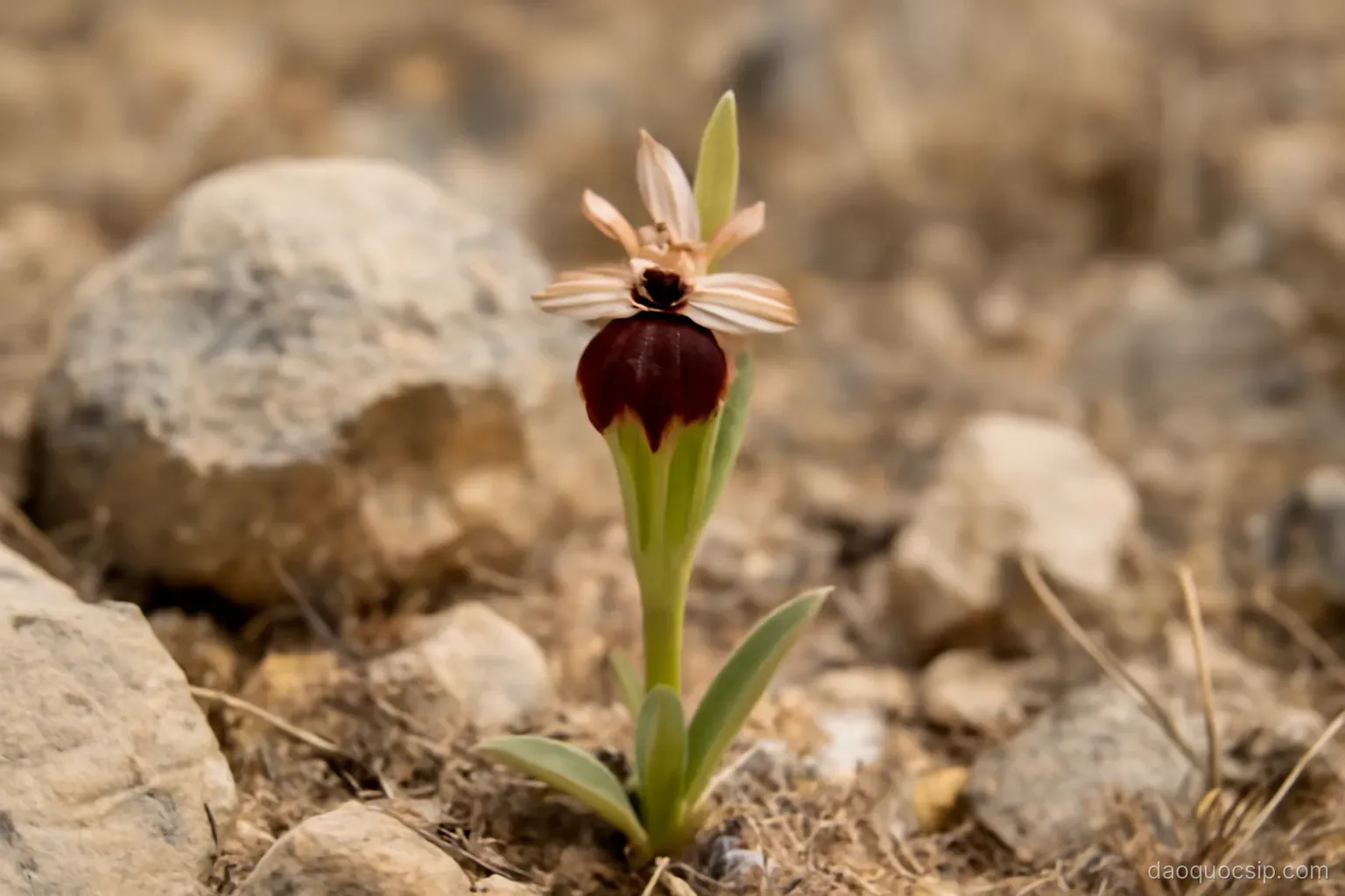 a close view of a rare wild orchid blooming among rocks on a dry hillside